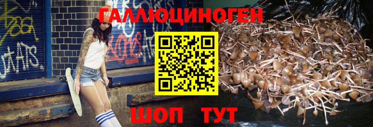 Ярославль  Галлюциногенные грибы ЛСД  Вход с VPN  Псилоцибиновые грибы Psilocybe 